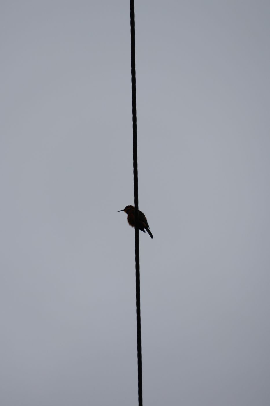 A bird perched on a single wire